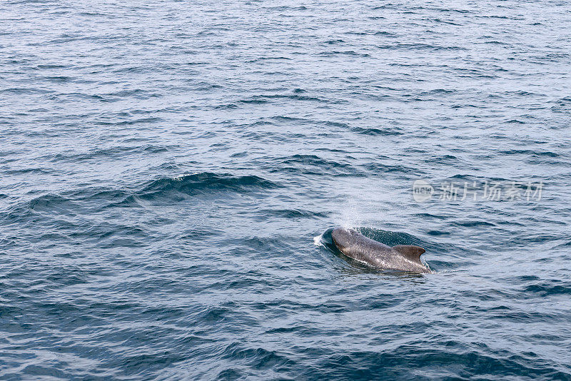一只孤独的领航鲸(Globicephala melas)浮出水面，它黑色的轮廓与挪威附近北大西洋水域复杂的纹理和冷色调形成鲜明对比